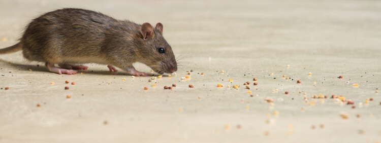 What To Do If You Find Baby Mice In Your Home In Toronto