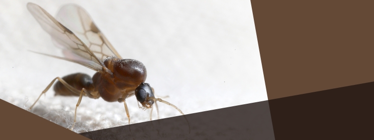 Carpenter Ant Removal Guelph