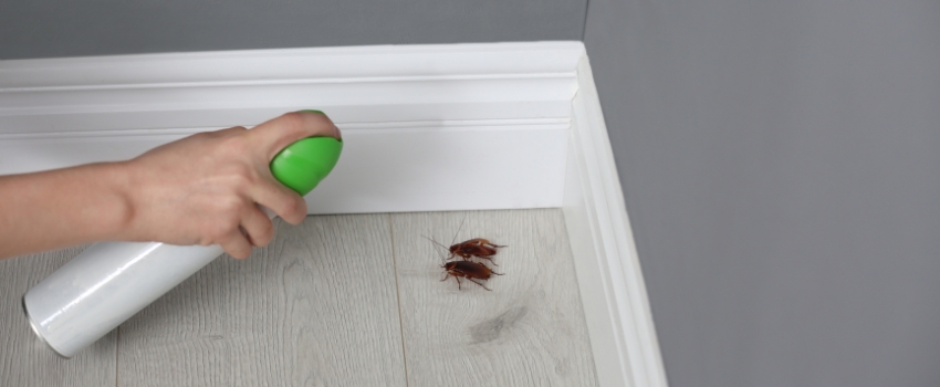 Cockroach Control in Toronto