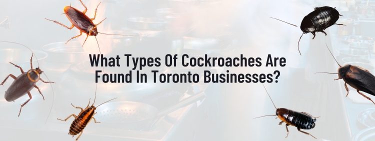 Cockroach Control in Toronto