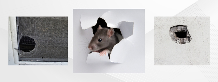 Pest Prevention Kitchener