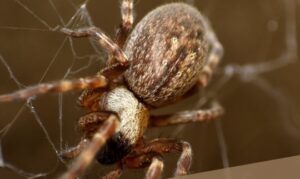 Spider Control Kitchener