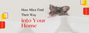 Mice Removal Guelph