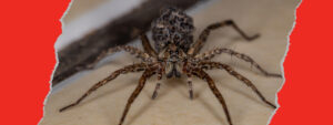 Spider Control Kitchener