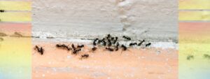 Carpenter Ant Control Waterloo