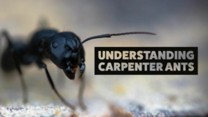 Carpenter Ants Removal