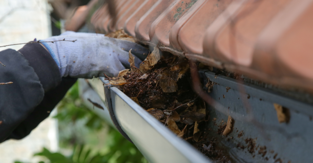 Bugs Control Brant County