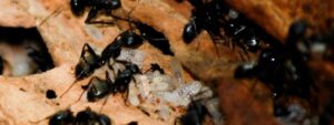 Carpenter Ant Control in Waterloo