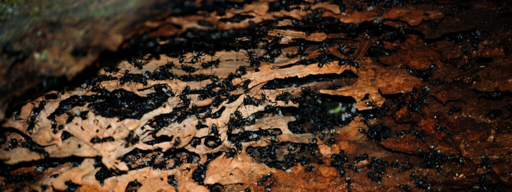 Carpenter Ant Control