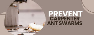 Carpenter Ant Control Toronto