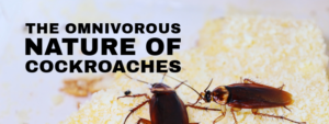 Cockroach Removal Oakville