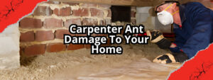 Carpenter Ant Control Toronto