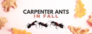 Carpenter Ant Removal