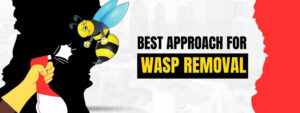 Wasp Removal Kitchener