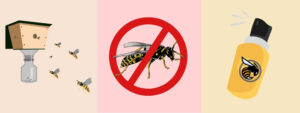 Wasp Removal Kitchener