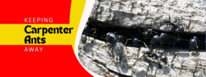 Carpenter Ant Control in Acton