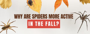 Spider Control in Guelph