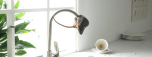 Mice Removal Toronto