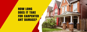 Carpenter Ant Control Toronto