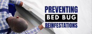 Bed Bug Control in Niagara