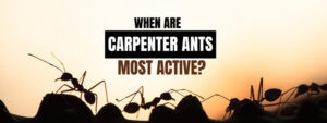 Carpenter Ant Control Kitchener