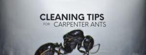 Carpenter Ant Removal in Niagara