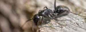 Carpenter Ant Control