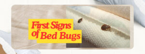 Bed Bug Control Toronto