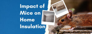 The Impact of Mice on Home Insulation and How to Protect It