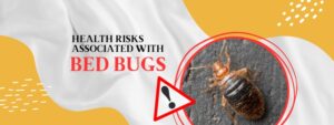 Understanding the Health Risks Associated with Bed Bug Bites