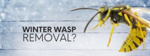 Winter Wasp Removal