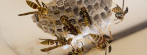 Winter Wasp Control