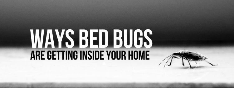 8 Ways Bed Bugs Are Getting Inside Your Cambridge Home