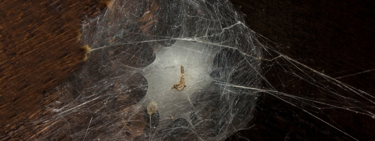 Are Sac Spiders Native To Ontario - In Content