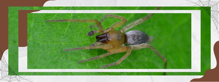 Are Sac Spiders Native To Ontario