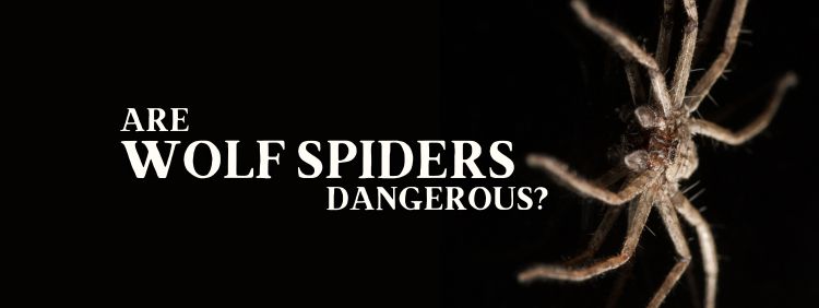 Are Wolf Spiders Dangerous