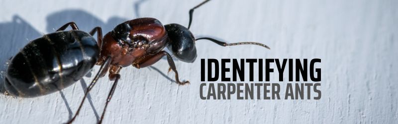 Carpenter Ants