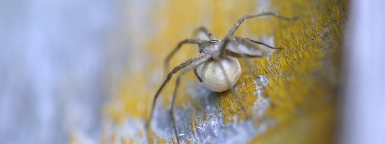 Egg Sac Protection