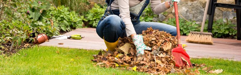 Rodent Removal Toronto