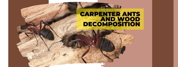 How Carpenter Ants Contribute to Wood Decomposition