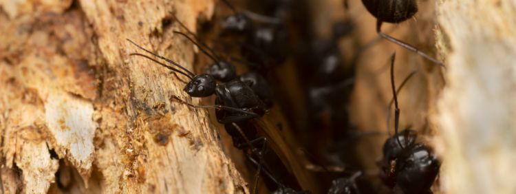 Swarming of Carpenter Ants