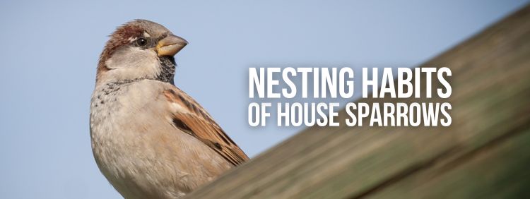 Nesting Habits Of House Sparrows