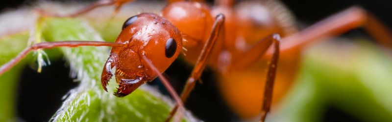 Red Carpenter Ants