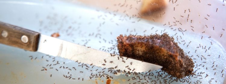 The Diet of Carpenter Ants: How Carpenter Ants Locate Food Sources