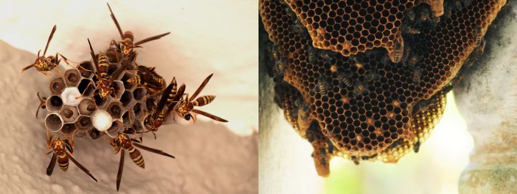 Nesting Habits of Bees and Wasps