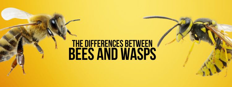 The Differences Between Bees and Wasps