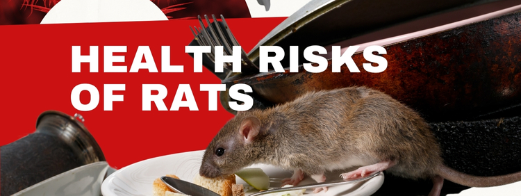 The Health Risks of Rats in Your Home_ Diseases and Contamination