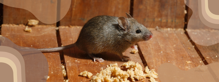 The Impact of Mice on Your Homes Insulation and Energy Efficiency