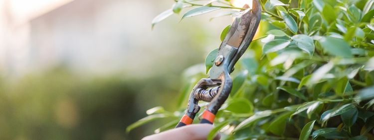 Top 10 Tips - Trim Trees and Shrubs