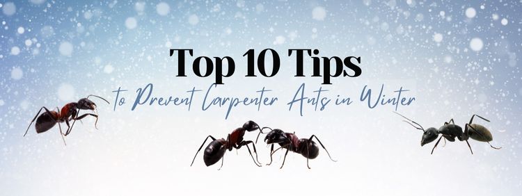 Top 10 Tips